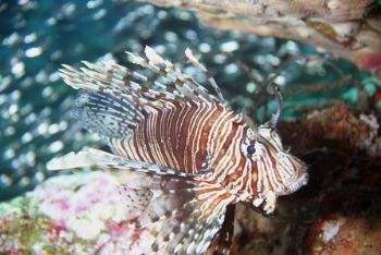 Indian Lionfish: Similin Islands, Thailand. Canon Rebel G... by Mattew Timberger 